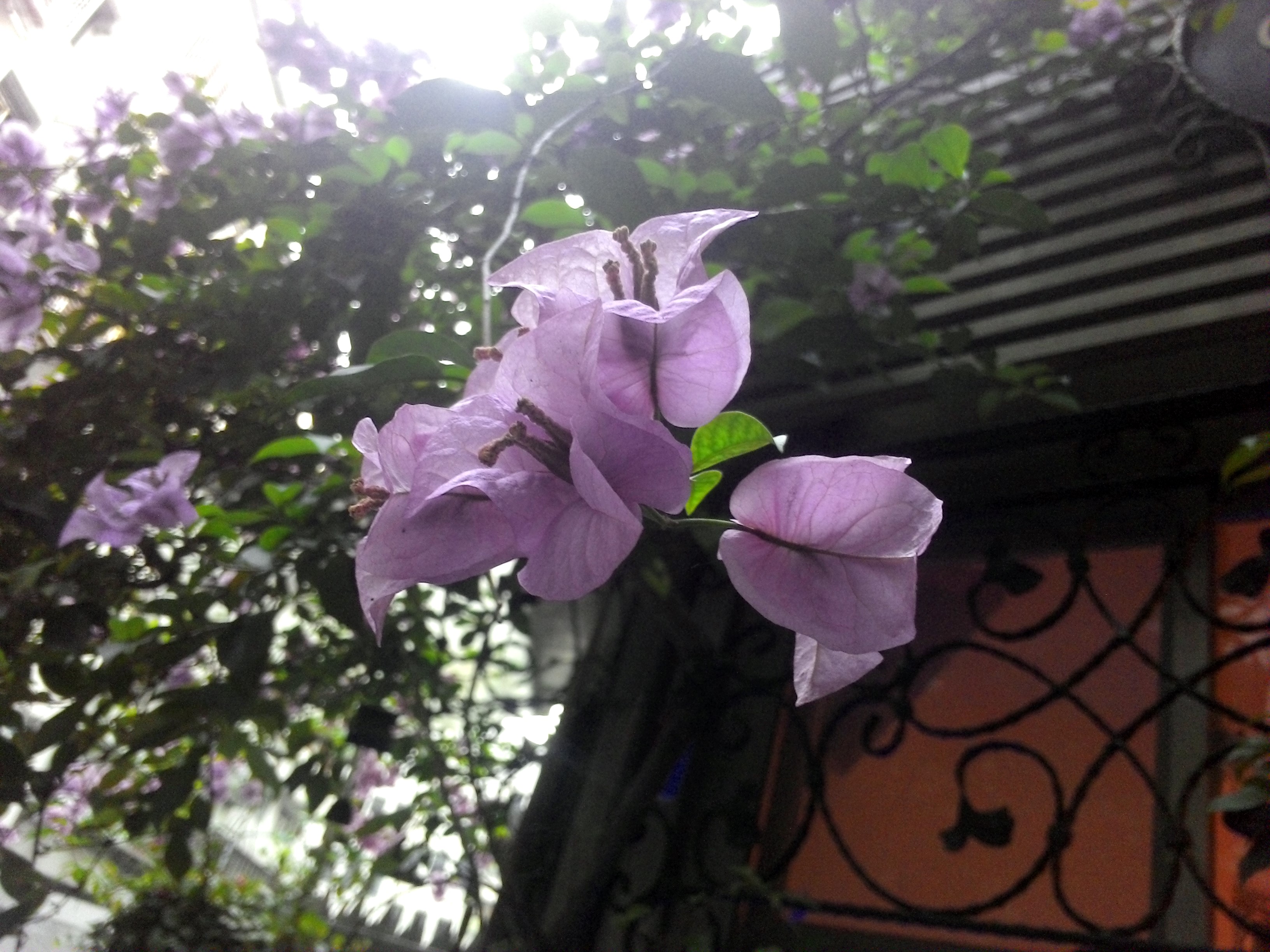 本格派win8商務輕平板 聯想ThinkPad Tablet 2