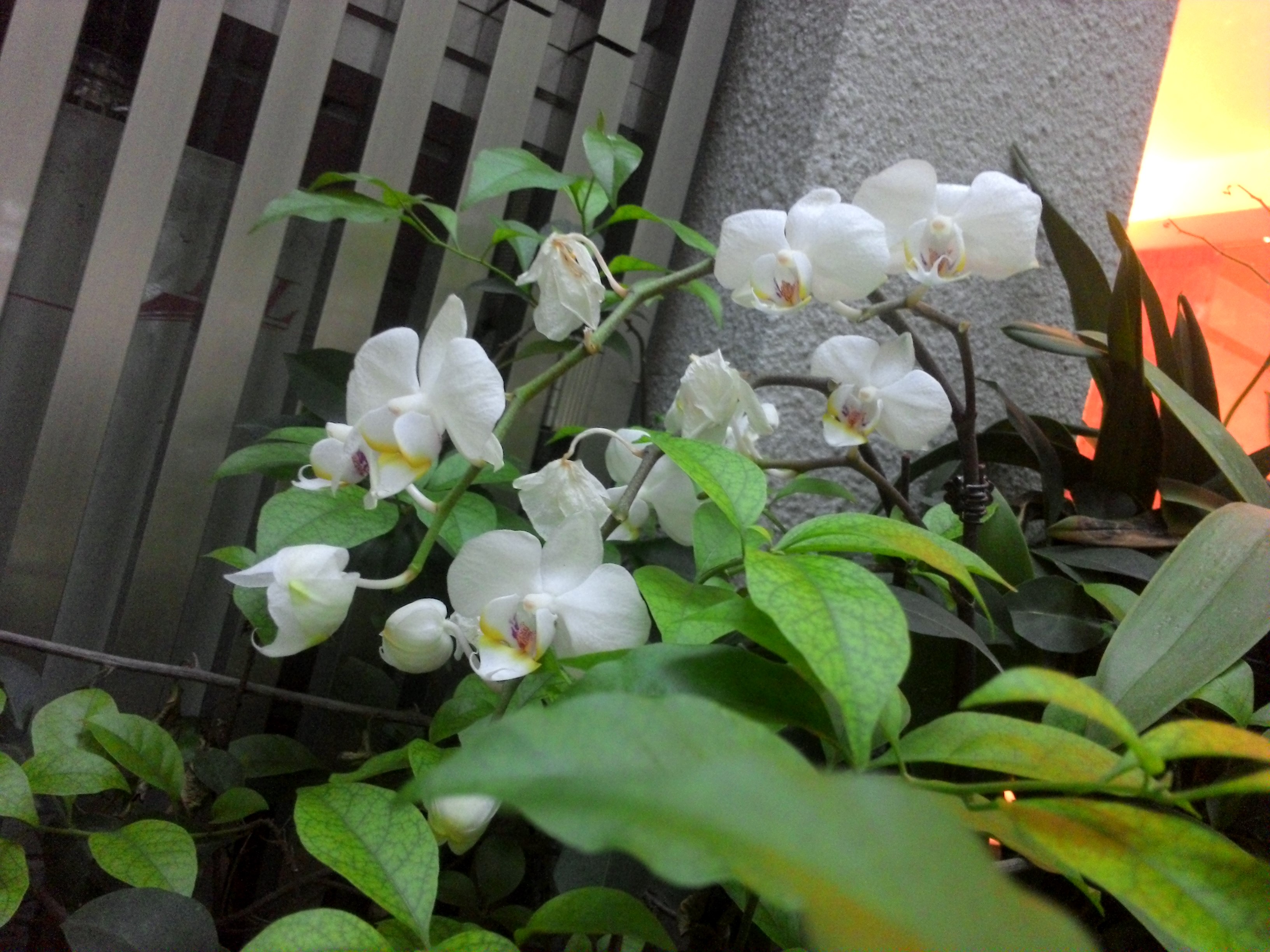 本格派win8商務輕平板 聯想ThinkPad Tablet 2