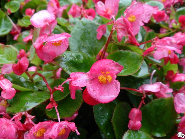 手感絕佳的索尼5吋旗艦機皇 Sony Xperia ZL