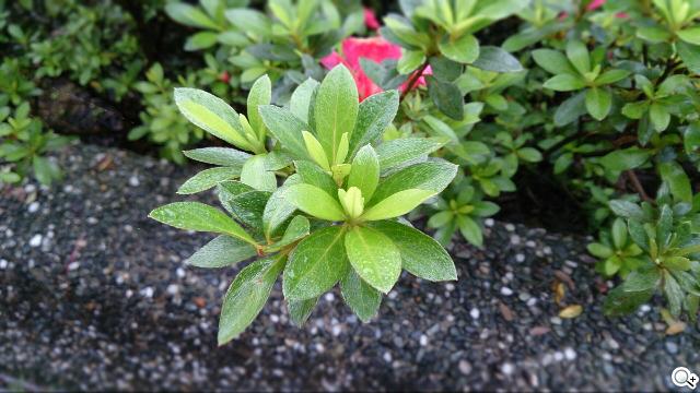 手感絕佳的索尼5吋旗艦機皇 Sony Xperia ZL