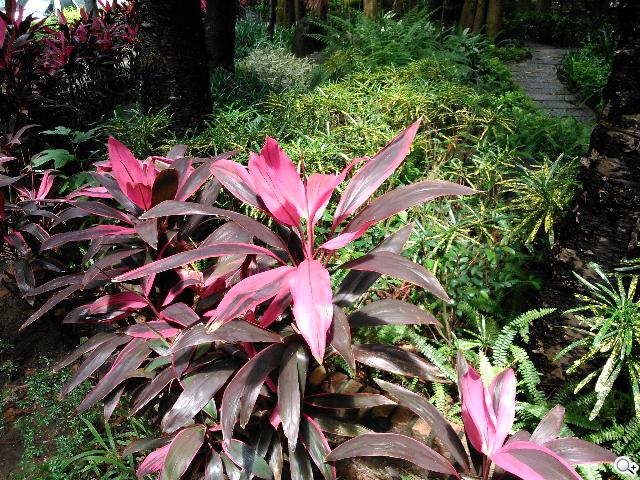 Sony Xperia L再現經典弧形 HDR攝錄輕鬆擁有