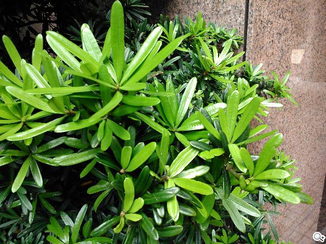 Sony Xperia L再現經典弧形 HDR攝錄輕鬆擁有