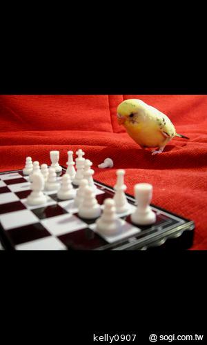 超平價！GSmart Rio R1青春換色 雙卡智慧