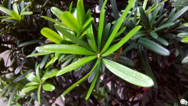 Acer Liquid E2四核雙卡機 雙喇叭、dts音效