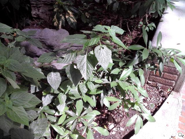 ASUS Transformer Book TX300變形Ultrabook實測