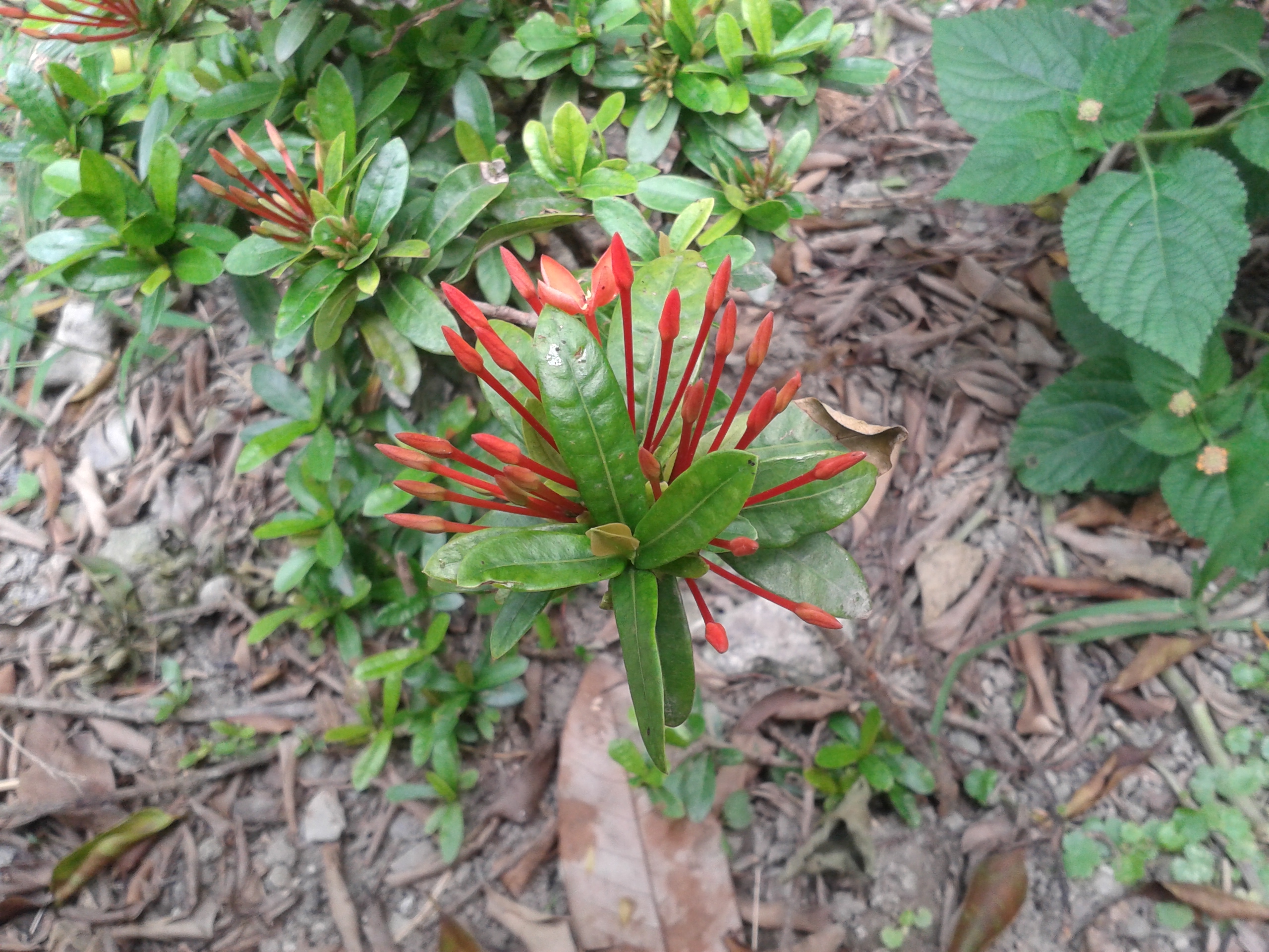 三星GALAXY Win雙卡智慧「國民天王機」平價登場