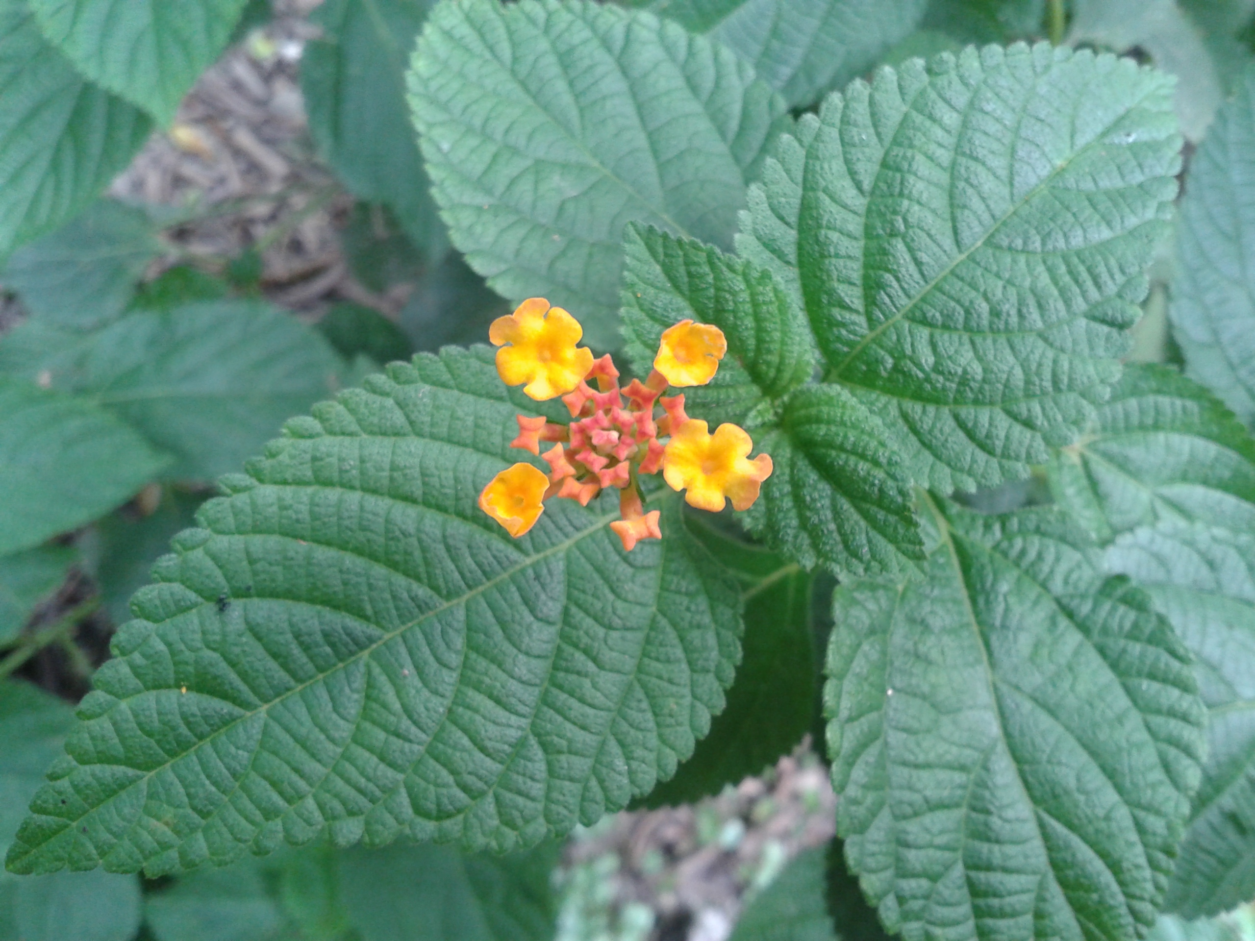 三星GALAXY Win雙卡智慧「國民天王機」平價登場