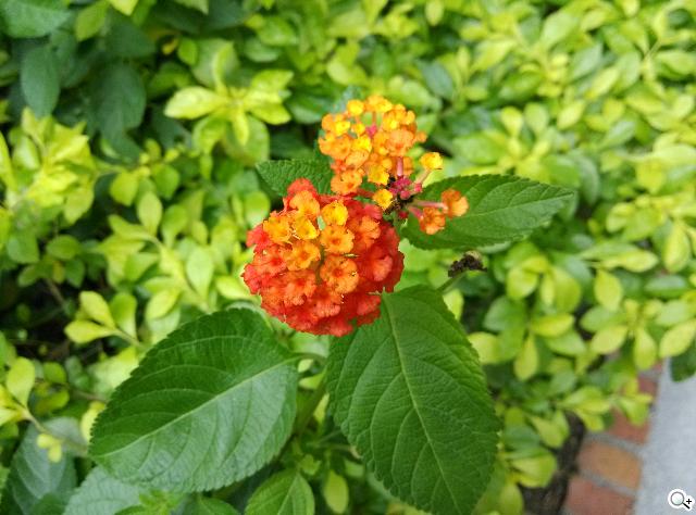 小米手機2S 32GB網購開箱 16&32GB相機簡測