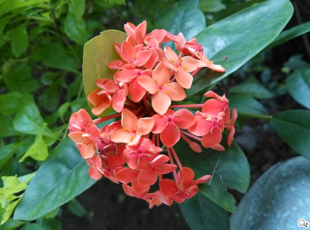 小米手機2S 32GB網購開箱 16&32GB相機簡測