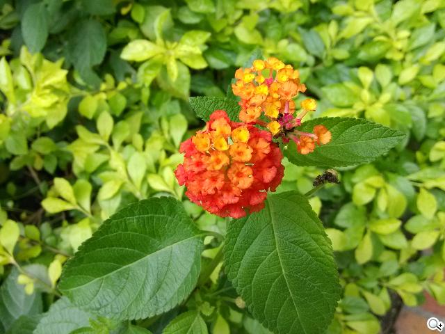 小米手機2S 32GB網購開箱 16&32GB相機簡測