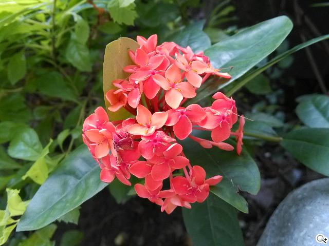 小米手機2S 32GB網購開箱 16&32GB相機簡測