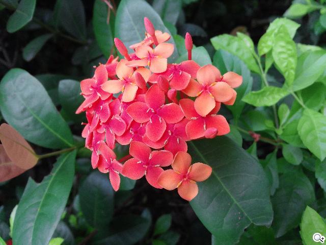 5.5吋FHD大螢幕、樂金旗艦機皇Optimus G Pro