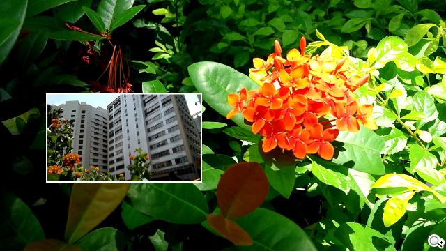 5.5吋FHD大螢幕、樂金旗艦機皇Optimus G Pro