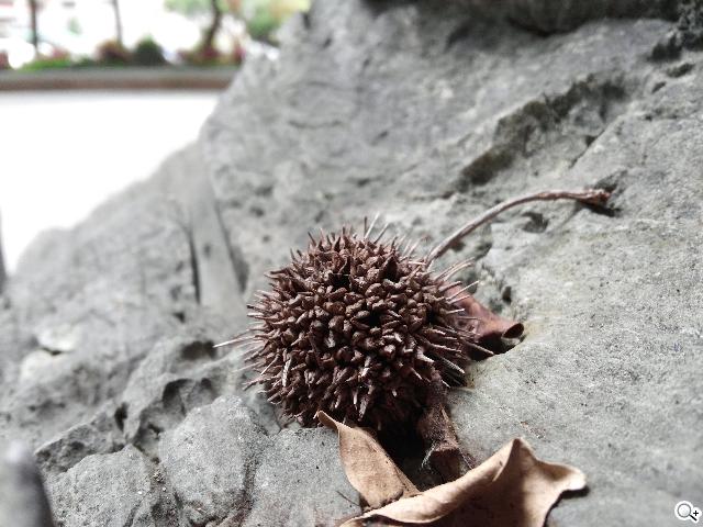 5.5吋FHD大螢幕、樂金旗艦機皇Optimus G Pro