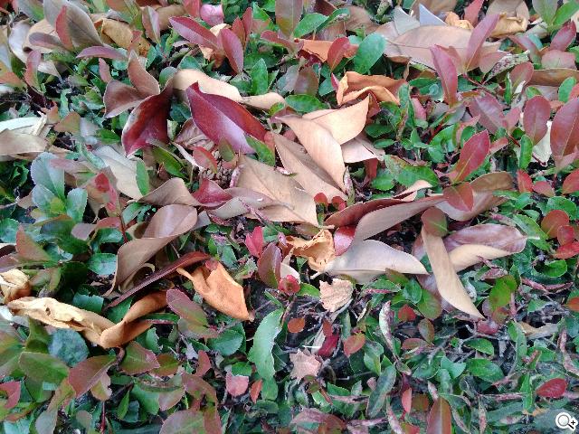 NOKIA Lumia 928、iPhone5對決單眼5D3跨界火拼！