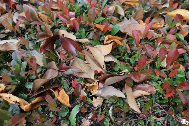 NOKIA Lumia 928、iPhone5對決單眼5D3跨界火拼！