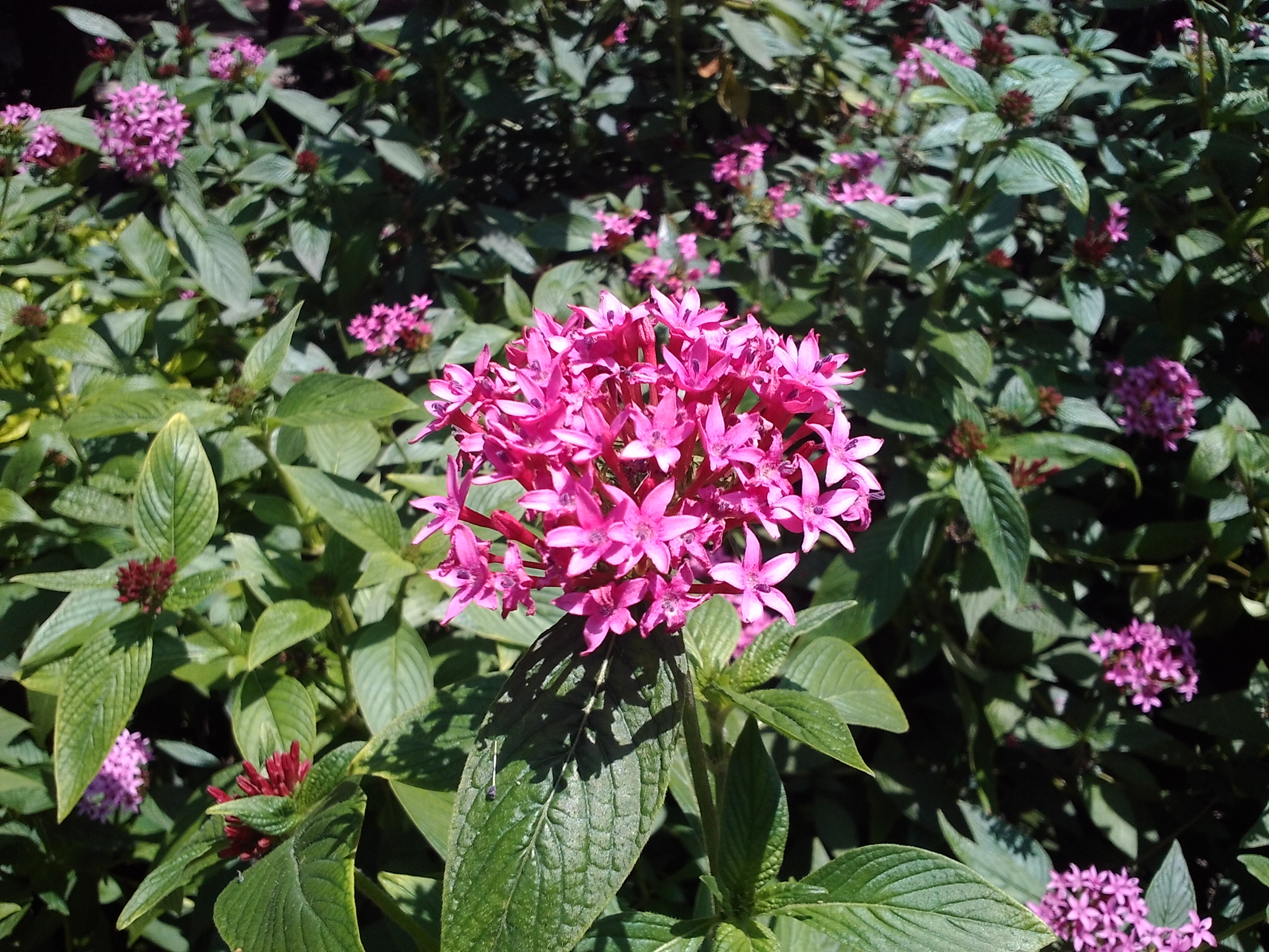 低價新秀 ASUS MeMO Pad HD7冰淇淋平板