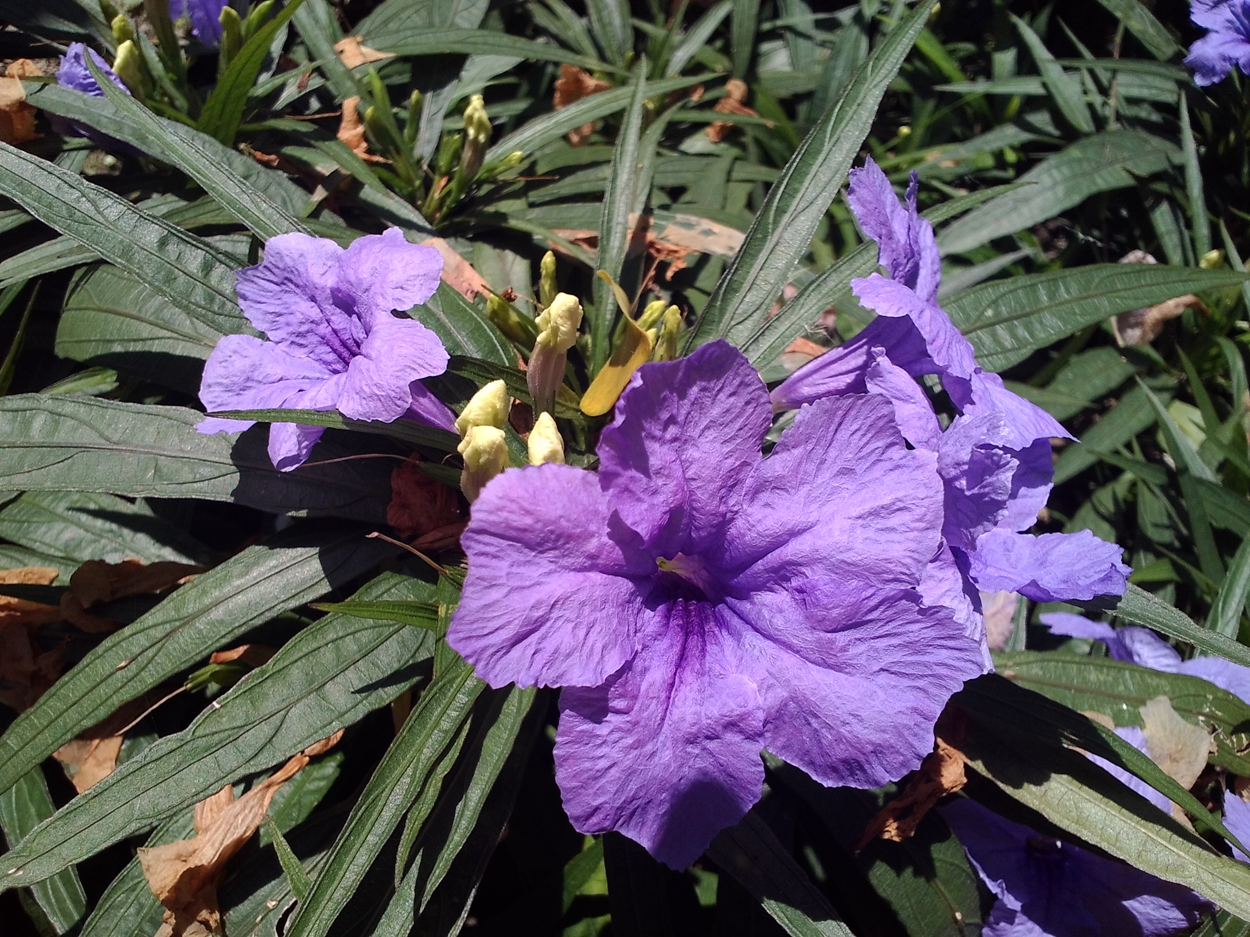 低價新秀 ASUS MeMO Pad HD7冰淇淋平板