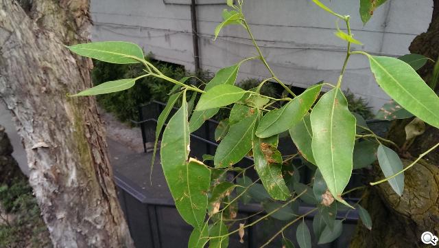 超升級！HTC Butterfly S蝴蝶機蛻變登場