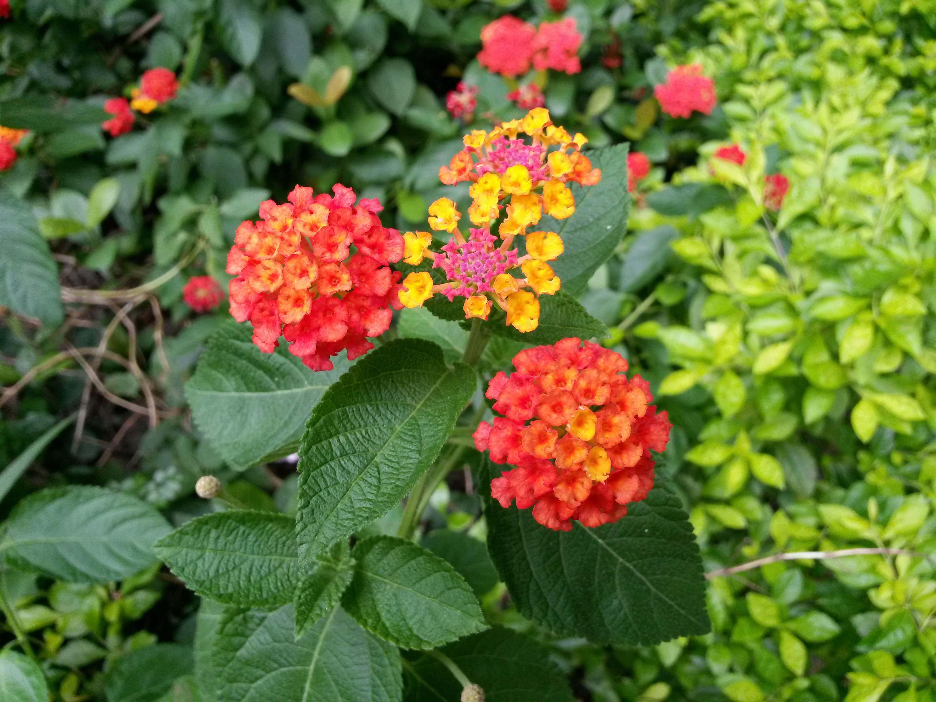 SAMSUNG GALAXY MEGA 6.3「航母級」的超巨屏體驗