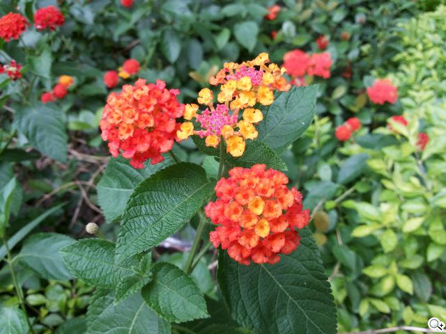 SAMSUNG GALAXY MEGA 5.8超大螢幕雙卡巨砲 SAMSUNG GALAXY MEGA 5.8超大螢幕雙卡巨砲