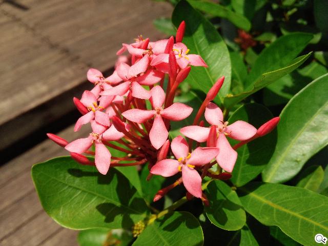 LG Optimus G Pro 大視野、智慧操作新體驗