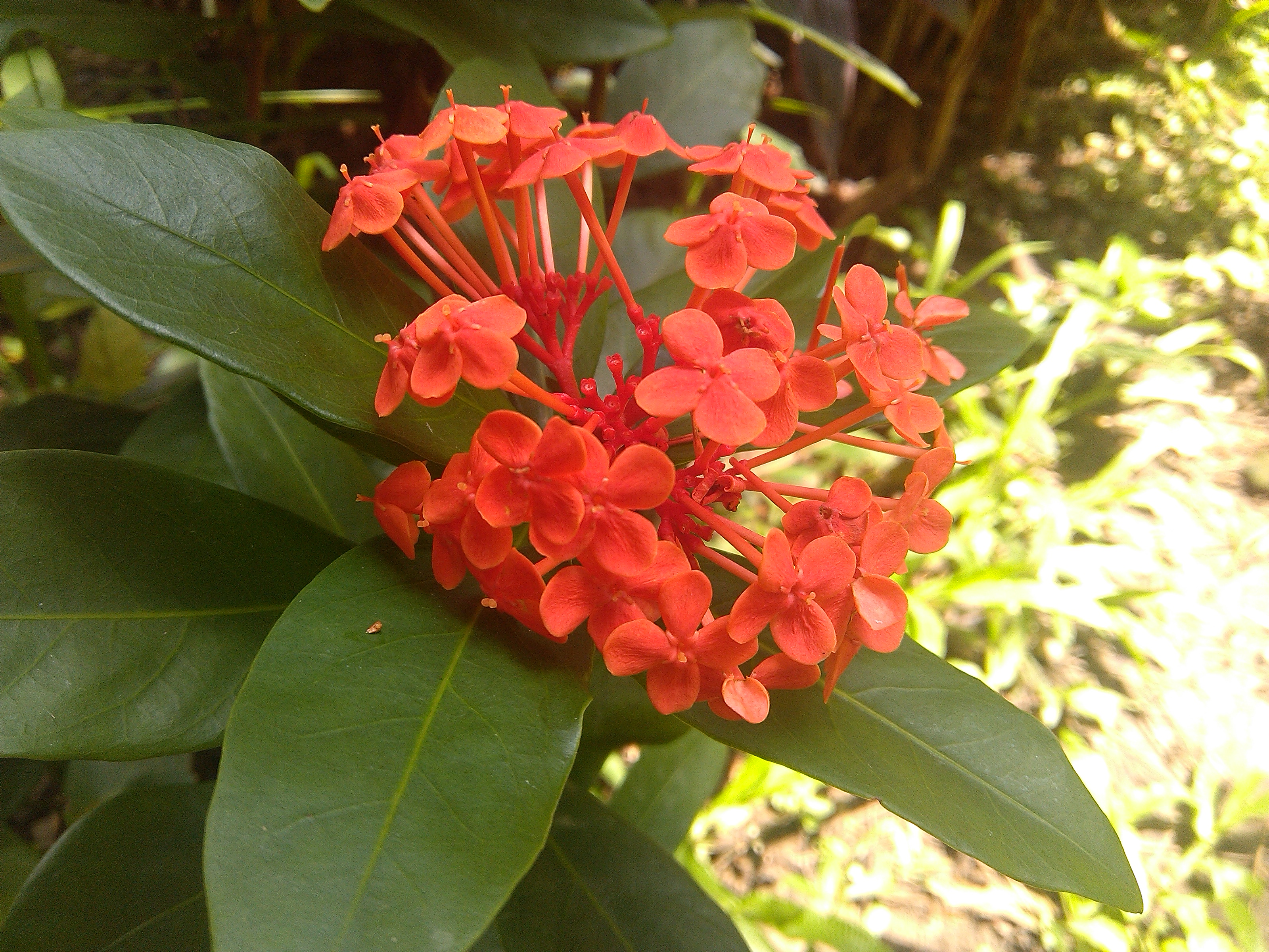 應宏再出招！INHON PAPILIO G2 高通四核、雙卡機