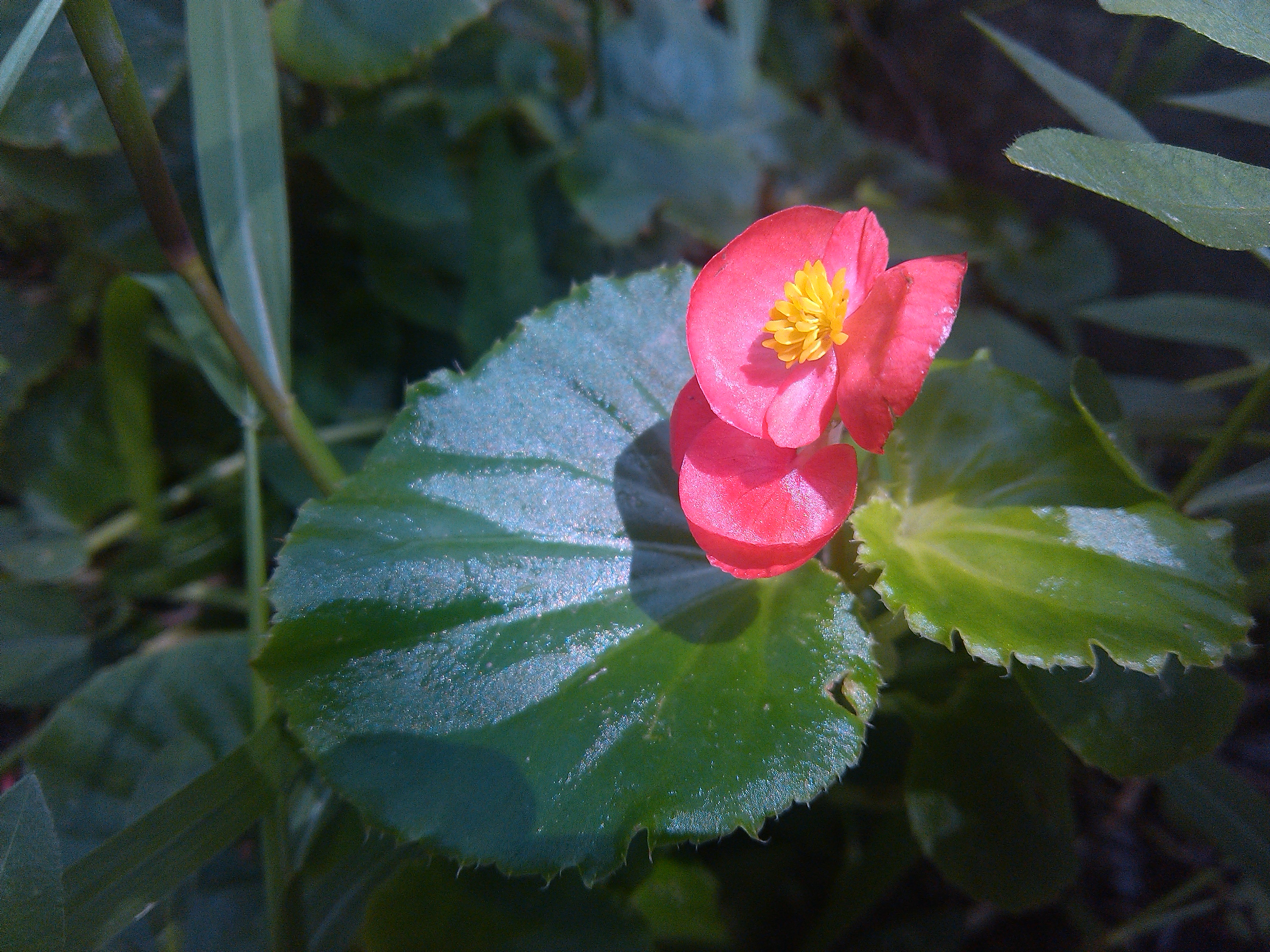 應宏再出招！INHON PAPILIO G2 高通四核、雙卡機