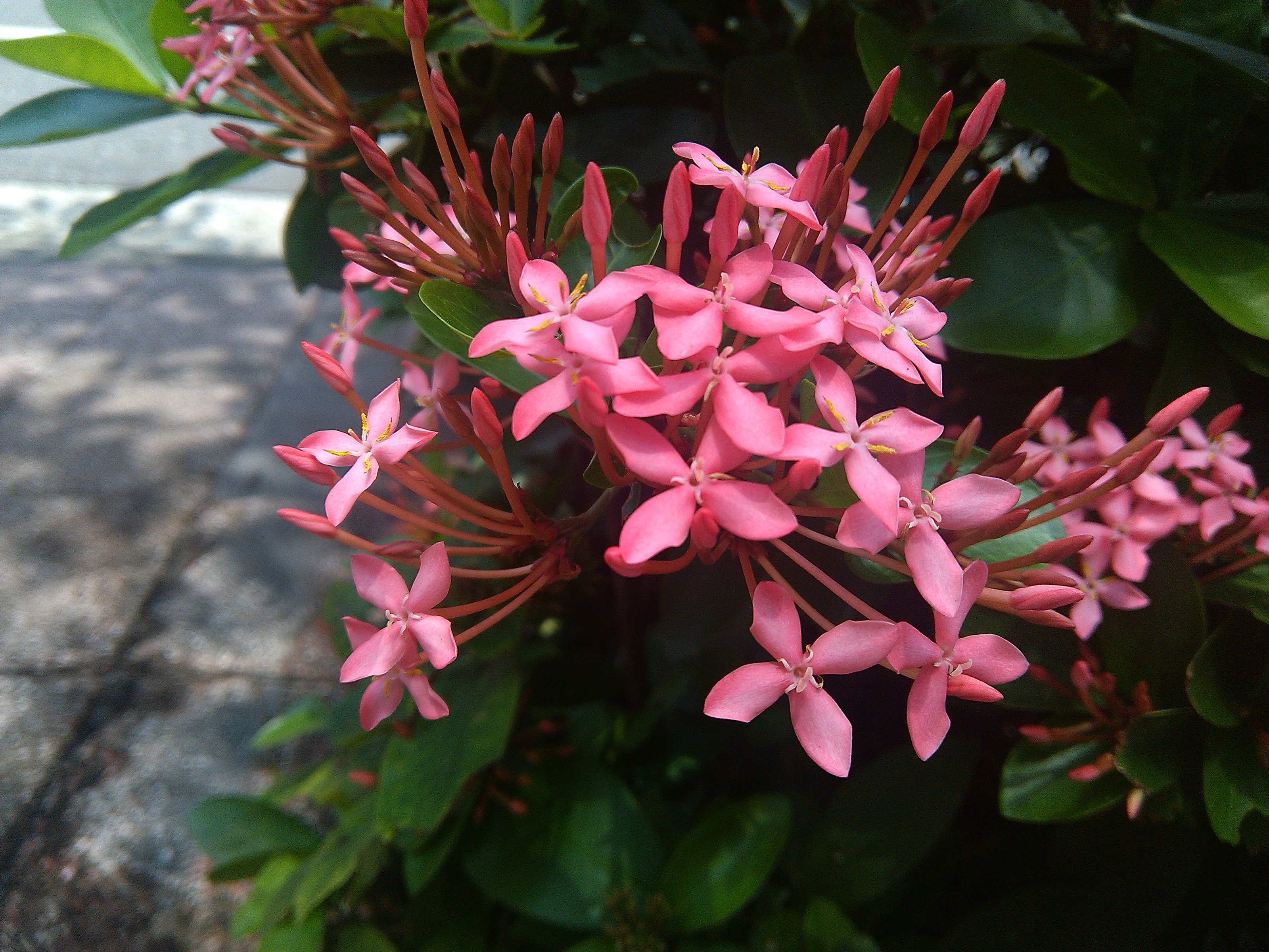 應宏再出招！INHON PAPILIO G2 高通四核、雙卡機