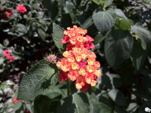 追求極致輕薄的智慧手機 華為Ascend P6詳測