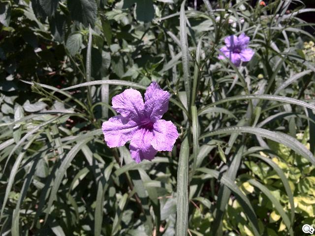 追求極致輕薄的智慧手機 華為Ascend P6詳測