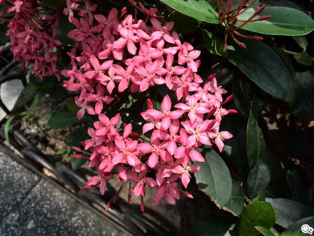 追求極致輕薄的智慧手機 華為Ascend P6詳測