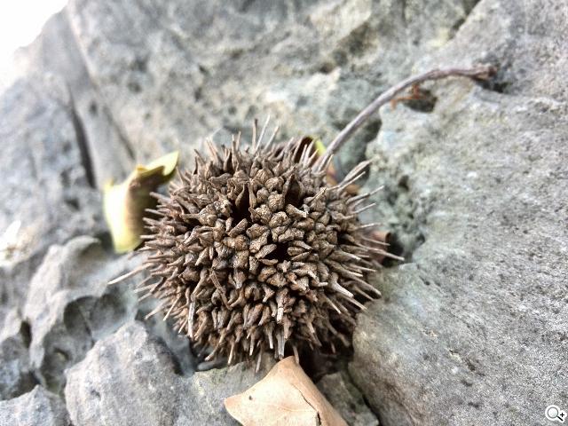 追求極致輕薄的智慧手機 華為Ascend P6詳測