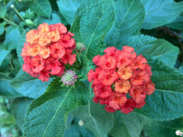 追求極致輕薄的智慧手機 華為Ascend P6詳測