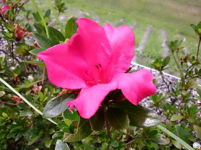 【相機】Sony Xperia Z Ultra攝錄體驗 功能評析