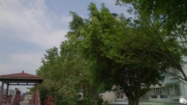 【相機】Sony Xperia Z Ultra攝錄體驗 功能評析