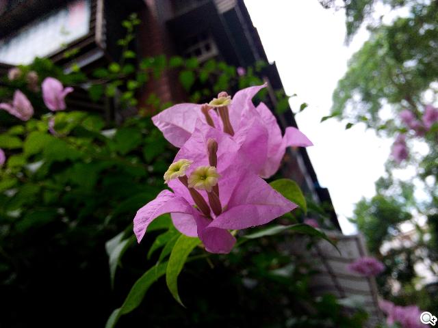 具大電量的平價6.1吋四核手機 InFocus IN610