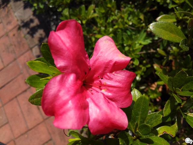 InFocus IN810平價級中高階智慧機 支援4G多頻段