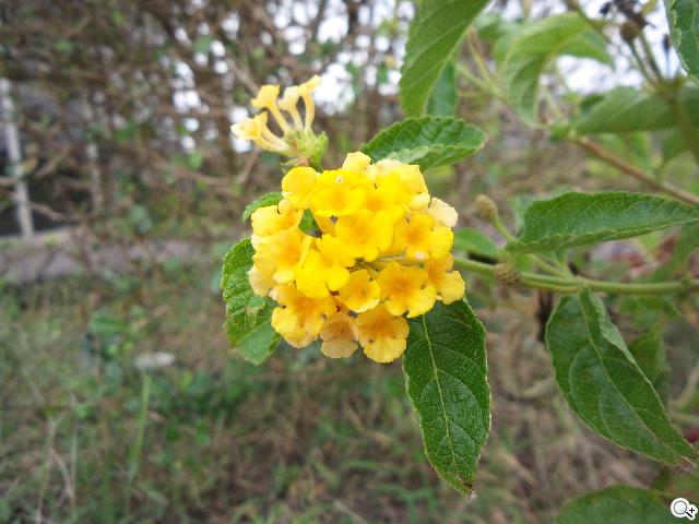 SAMSUNG S4 Zoom外型設計、實拍效果全測試