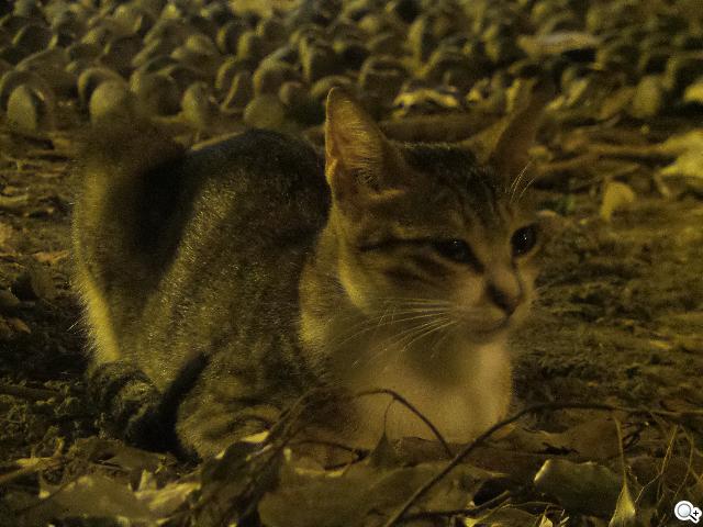 SAMSUNG S4 Zoom外型設計、實拍效果全測試