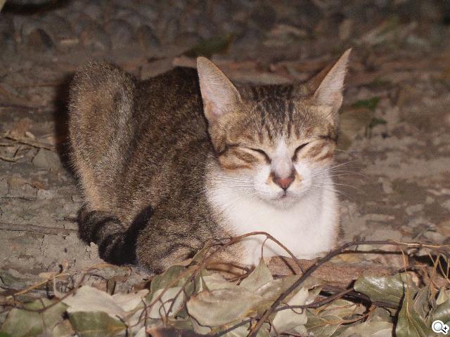 SAMSUNG S4 Zoom外型設計、實拍效果全測試