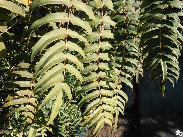 瘦身再進化！Google Nexus 7二代平板功能詳測