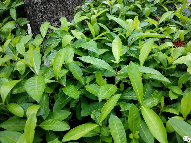 4千有找的MTK四核、紅米手機 台灣首度亮相