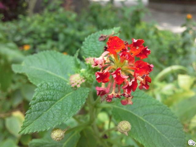 三星GALAXY Tab 3 8.0 七吋體積享受八吋視野