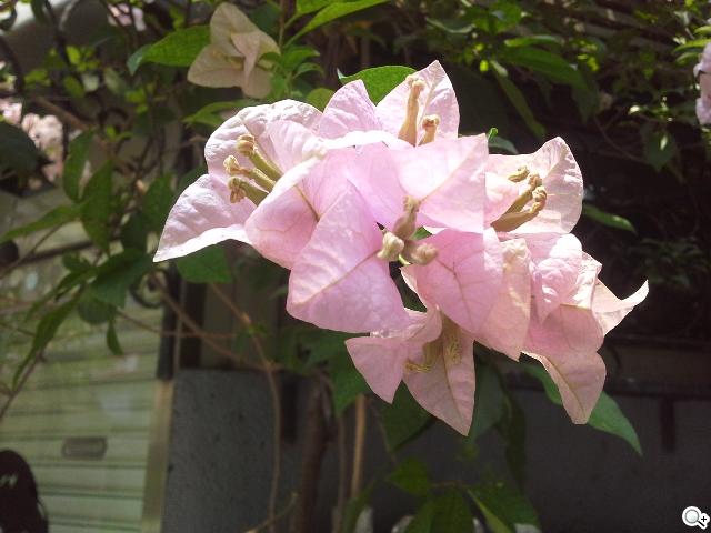 三星GALAXY Tab 3 8.0 七吋體積享受八吋視野