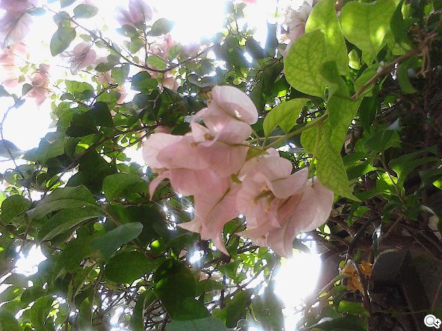 HUAWEI MediaPad 7 Youth 主打7吋可通話、親子互動