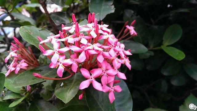 HTC One mini 旗艦功能 微縮迷你身型