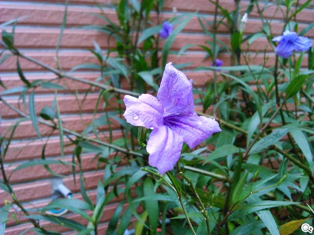 支援NFC的雙核入門潮機 Sony Xperia M