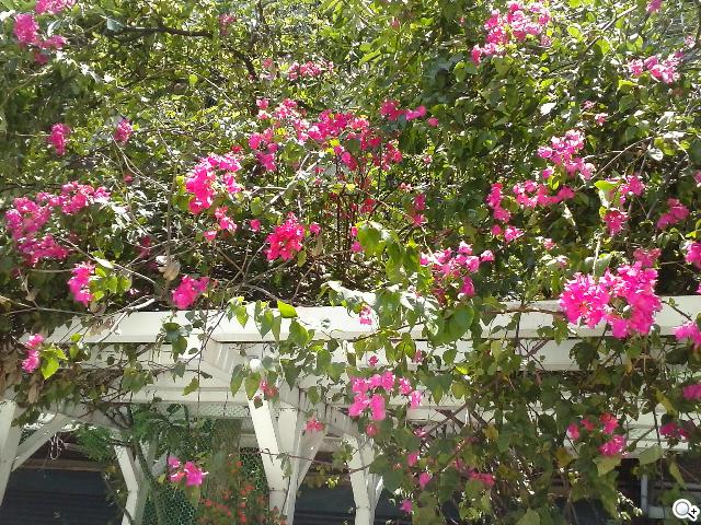 3.8吋小巧智慧機 LG Optimus L4 II E440