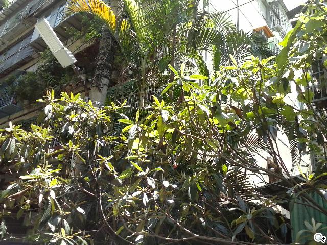 3.8吋小巧智慧機 LG Optimus L4 II E440